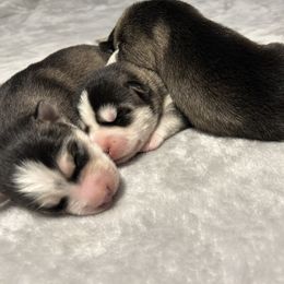 Siberian Husky Puppies from Fluffy Tail Huskies