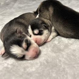 Siberian Husky Puppies from Fluffy Tail Huskies