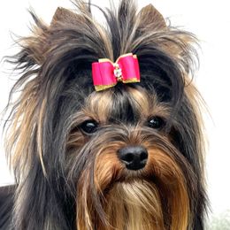 Dachshunds and Yorkshire Terriers from Bristy’s Pampered Pups