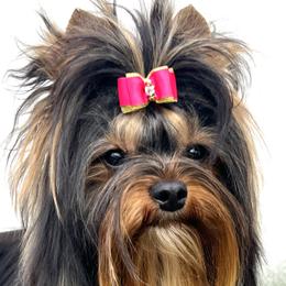 Dachshunds and Yorkshire Terriers from Bristy’s Pampered Pups