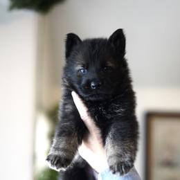 Rogue - Sable male German Shepherd puppy in Coarsegold, California from Yosemite Shepherds