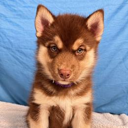 Female 1 - Red and white female Siberian Husky puppy in Pennsylvania from Breezy Valley Siberians