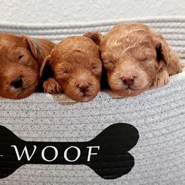 Poodles from Red Toy Poodle World