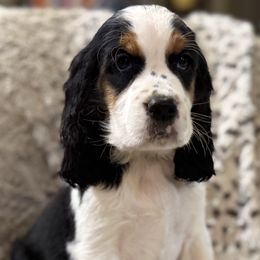 Pepper - Black white and tan female English Springer Spaniel puppy in Comer, Georgia from Stratton Spaniels