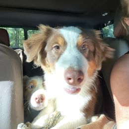 Australian Shepherd Puppies from Reinemn Kennels