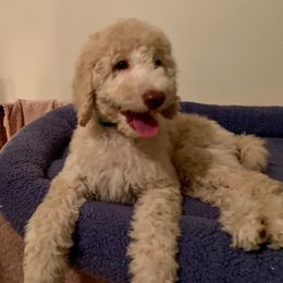 Goldendoodle and Poodle Puppies from Starlight Goldendoodles