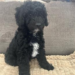 Green mini - Black male Poodle puppy in Millville, New Jersey from Michelle's Doodles
