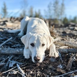 Skye - Labrador Retriever