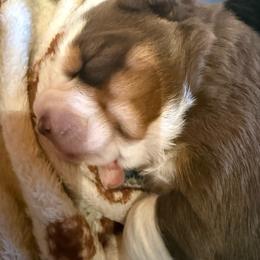 Cocoa - Red tri-color female Australian Shepherd puppy in Holly, Michigan from Groveland's Haus of Aus
