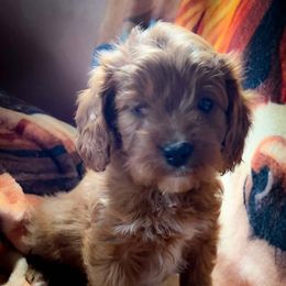 Matilda - Red female Cavapoo puppy in Maple Grove, Minnesota from Honey Bit Kennels