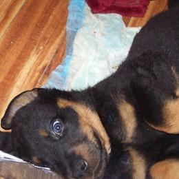 Beaucerons from Beaucerons De La Valle Katahdin