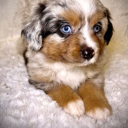 Toy Australian Shepherd puppies from Maze Farms