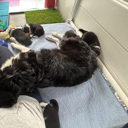 Border Collie Puppies from Ferry Hill Farm