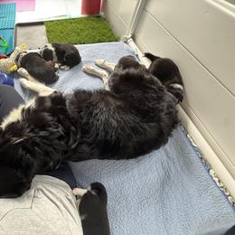 Border Collie Puppies from Ferry Hill Farm
