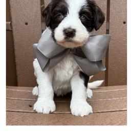 Miss Grey - Chocolate female Australian Labradoodle puppy in Wake Forest, North Carolina from Lucky Country Labradoodles