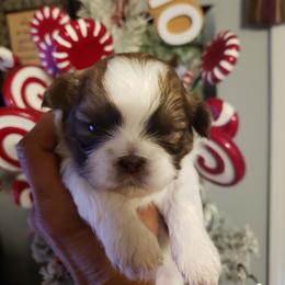 Tigger - Liver male Shih Tzu puppy in Eunice, Louisiana from 4J's Cajun Kennels