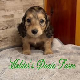 Forest - Cream male Dachshund puppy in Atwood, Oklahoma from Holder’s Doxie Farm
