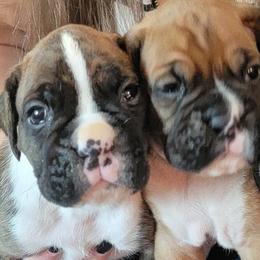 Boxers from Jewel Ridge