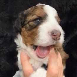 Girl 1 - female Bernedoodle puppy in Greeneville, Tennessee from My Two Doodles