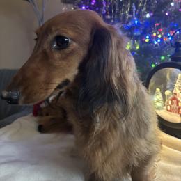Fez - Red male Dachshund puppy in Argos, Indiana from TKO Doxies