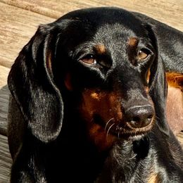 Cleah - Dachshund