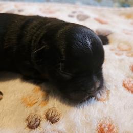 Clair de lune - Black and white female French Bulldog puppy in Bend, Oregon from High Lakes Frenchies