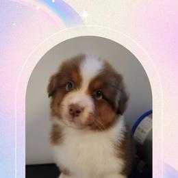 Ariel - Red tri-color male Australian Shepherd puppy in Pottstown, Pennsylvania from Daffodil Australian Shepherds