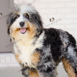 River - Bernedoodle