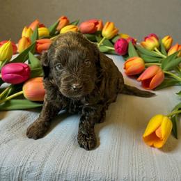 Ocean - Black and white male Aussiedoodle puppy in Sparta, Missouri from Sis' Doodles & Poodles
