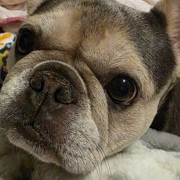 Violett - French Bulldog