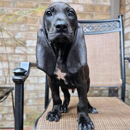 Tinto - Black male Colombian Fino Hound puppy in Kingston, Tennessee from Fino Hounds USA