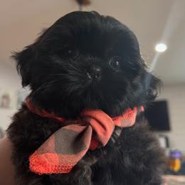 Shih Tzu Puppies from Shih Tzu Companions