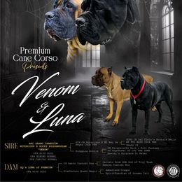 Girl 2 - Black female Cane Corso puppy in San Jacinto, California from Premium Cane Corso