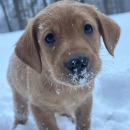 Maroon collar - Yellow male Labrador Retriever puppy in Heath Springs, South Carolina from Rich Hill Retrievers