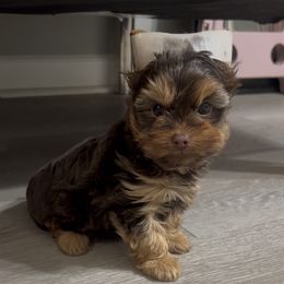 Chase - Chocolate and tan male Yorkshire Terrier puppy in California from All Star Yorkies