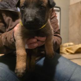 Yellow - Fawn male Belgian Malinois puppy in Dillon, Montana from Apex K9 Center LLC