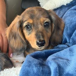 Tej 3500 - Dapple male Dachshund puppy in Dickinson, Texas from Beth’s Doxieland