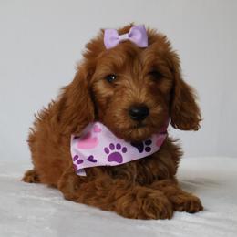 June - Red  female Goldendoodle puppy in Apopka, Florida from Rae Precious Puppies