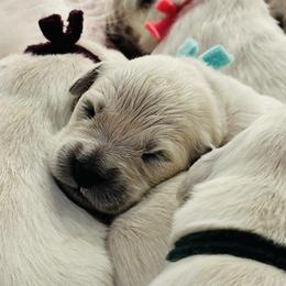 Third Pick Female - Light golden female Golden Retriever puppy in Alaska from Birchwood Goldens