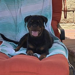 Rottweiler Puppies from Von Der Hing Rottweilers