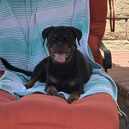 Rottweiler Puppies from Von Der Hing Rottweilers