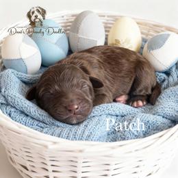 Patch - Brown and white male Aussiedoodle puppy in Roebuck, South Carolina from Dani's Dandy Doodles