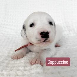 Cappuccino - LUA long coat - White and black female Dalmatian puppy in Davenport, Florida from Sunny Jewels Dalmatians