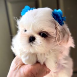 Saint Laurent (S13,999) - White male Shih Tzu puppy in Frederick, Maryland from Shih Tzu Puppy in Maryland