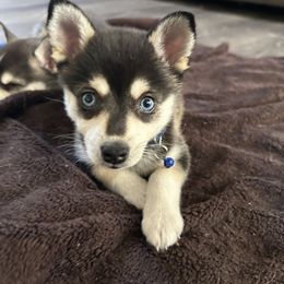 Alaskan Klee Kai Puppies from Lucky Charm Farms