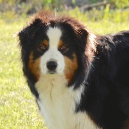 Raven - Australian Shepherd