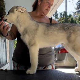 Boy 1 - Siberian Husky puppy from Twilights Kennel