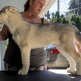 Boy 1 - Siberian Husky puppy from Twilights Kennel