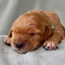 Primrose - Red female Australian Labradoodle puppy in Stanwood, Washington from Victoria Creek Australian Labradoodles