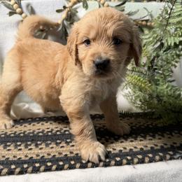Girl 2 - female Golden Retriever puppy in Lynn, Indiana from Four Seasons